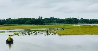 টানা বৃষ্টিতে হাওরে ডুবছে পাকা বোরো; দুশ্চিন্তায় কিশোরগঞ্জের কৃষক